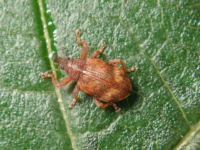 Curculionidae: Anthonomus pedicularius ?... Anthonomus conspersus